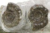 Plate of Devonian Ammonite Fossils - Morocco #259691-2